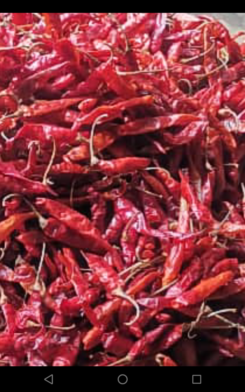 Piment variété pm16 à vendre