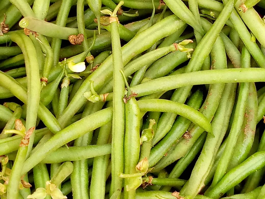 Haricots verts 